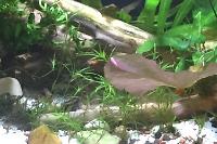 Guppy Grass Thumbnail