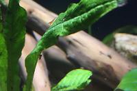 Narrow Leaf Java Fern Thumbnail