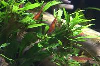 Windlov Java Fern Thumbnail