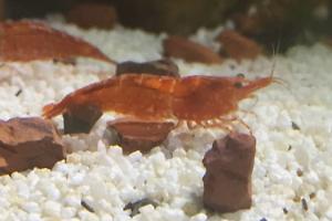 Cherry Shrimp Thumbnail