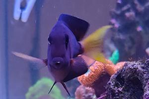 Tomini Tang (Flame Fin Tang) Thumbnail