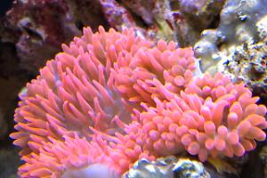 Pink Bubble Tip Anemone Thumbnail