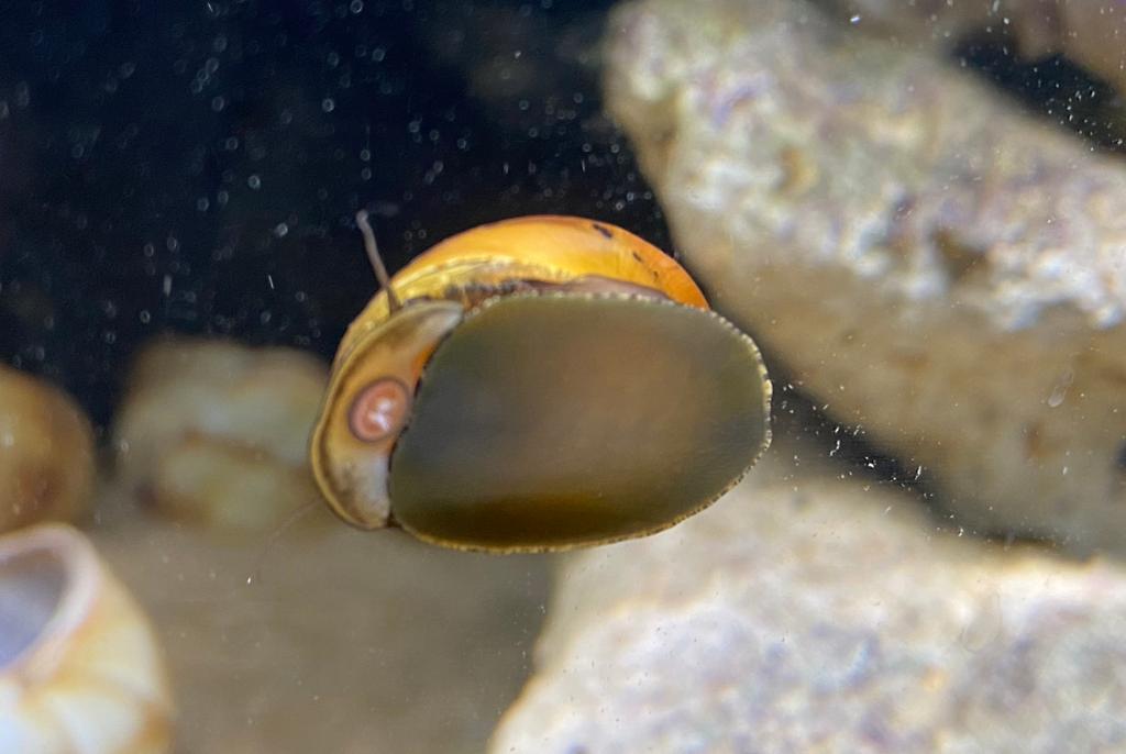 Nerite Snail