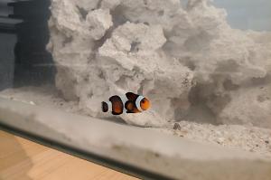 Black and White Clownfish