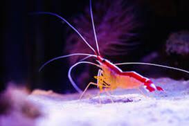 Peppermint Shrimp Thumbnail