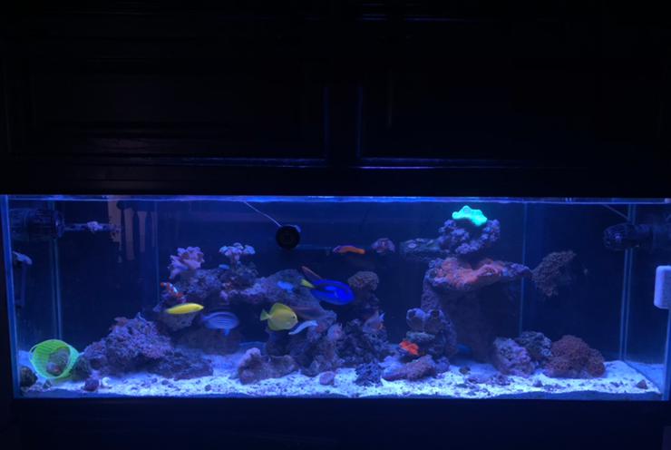 My Aquarium on Dec 29, 2019