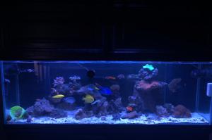 My Aquarium Thumbnail