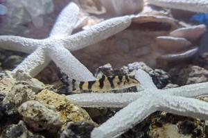 Burmese Loach Thumbnail