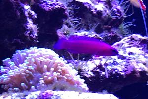 Orchid dottyback Thumbnail