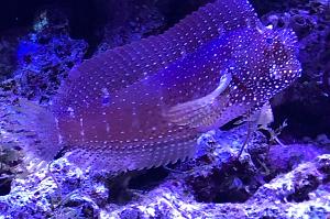 Starry Blenny Thumbnail