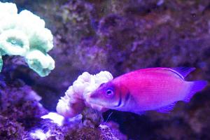 Scarlet Pin Stripe Wrasse Thumbnail