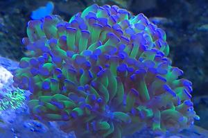 Indo Frogspawn Thumbnail