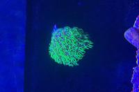 Green Star Polyp Thumbnail