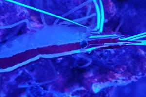 Red Line Cleaner Shrimp