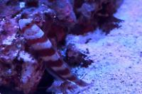 Tiger Pistol Shrimp Thumbnail