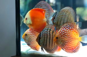 Discus4ft Thumbnail