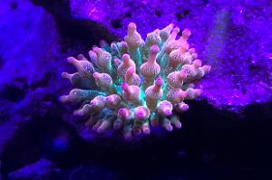 Bubbletip Anemone Thumbnail