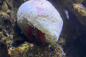 Scarlet Hermit Crab