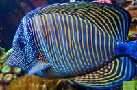 Sailfin Tang Desjardini Thumbnail