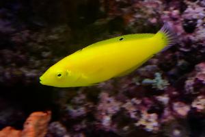 Yellow Wrasse Thumbnail