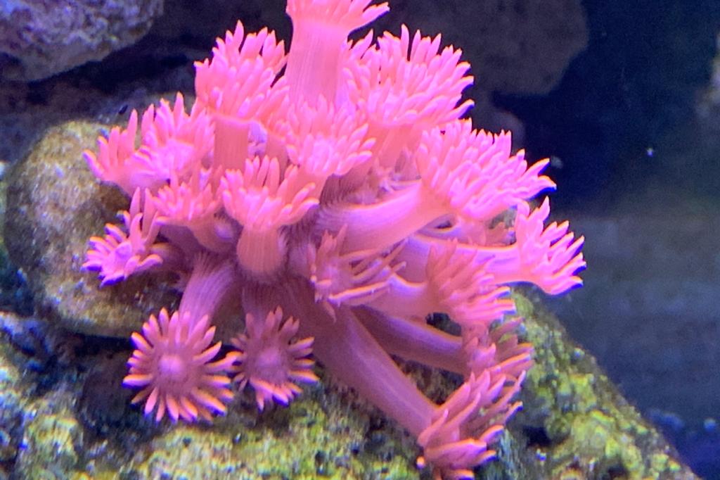 Pink Goni / Goniopora sp var Pink Goni 90