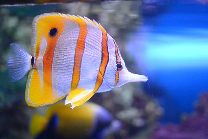 Copperband Butterflyfish / Chelmon rostratus 436