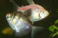 Black Skirt tetra Thumbnail