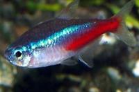 Neon Tetra Thumbnail