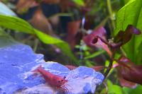 Cherry Shrimp Thumbnail