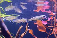 Celebes Rainbowfish