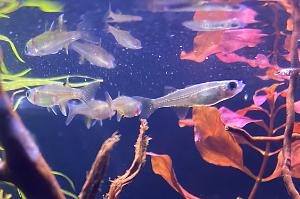 Celebes Rainbowfish Thumbnail