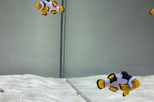 Picasso Clownfish Thumbnail