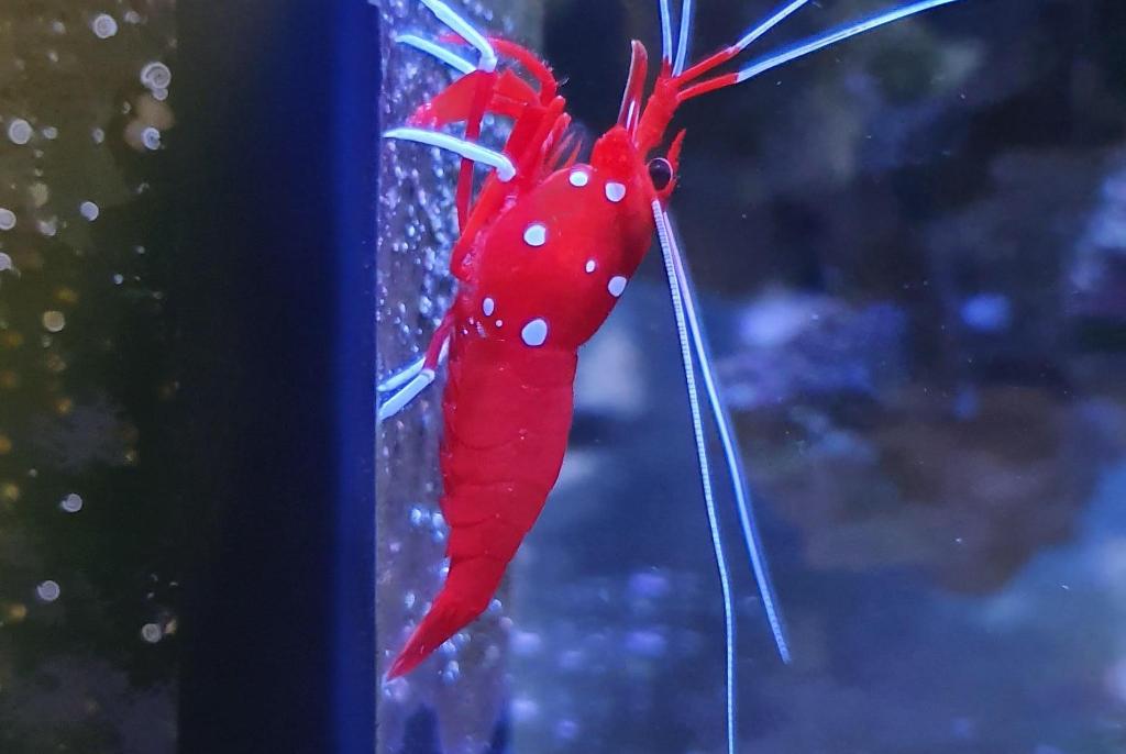 Blood Red Fire Shrimp