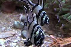 Banggai Cardinal Fish Thumbnail