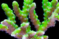 Electric Lemonade anacropora Thumbnail