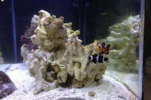 20 Gallon Reef Thumbnail