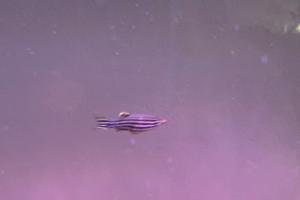 Zebra Danio Thumbnail