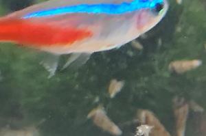 Neon Tetra Thumbnail