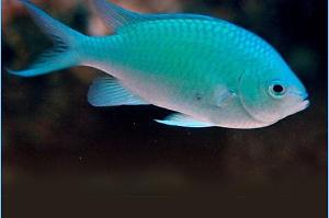 Green Chromis Thumbnail