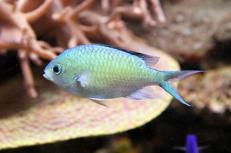 Blue/Green Reef Chromis / Chromis viridis 2606