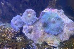 Mushroom Coral Thumbnail