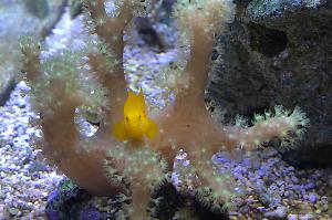 Yellow Clown Goby Thumbnail