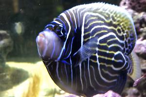 Emperor Angelfish Thumbnail