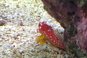 Scooter Blenny red Thumbnail