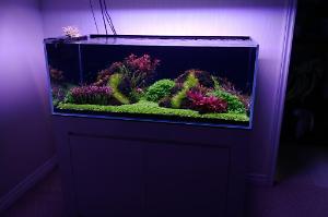 90 Gallon Custom on Jan 9, 2020