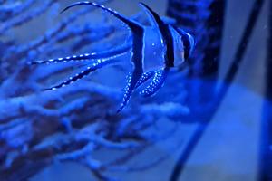 Banggai Cardinalfish Captive Bred Thumbnail