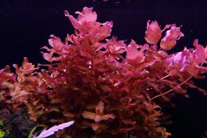 Rotala Macrandra