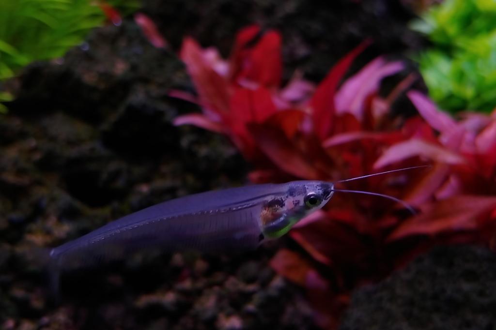 Glass catfish