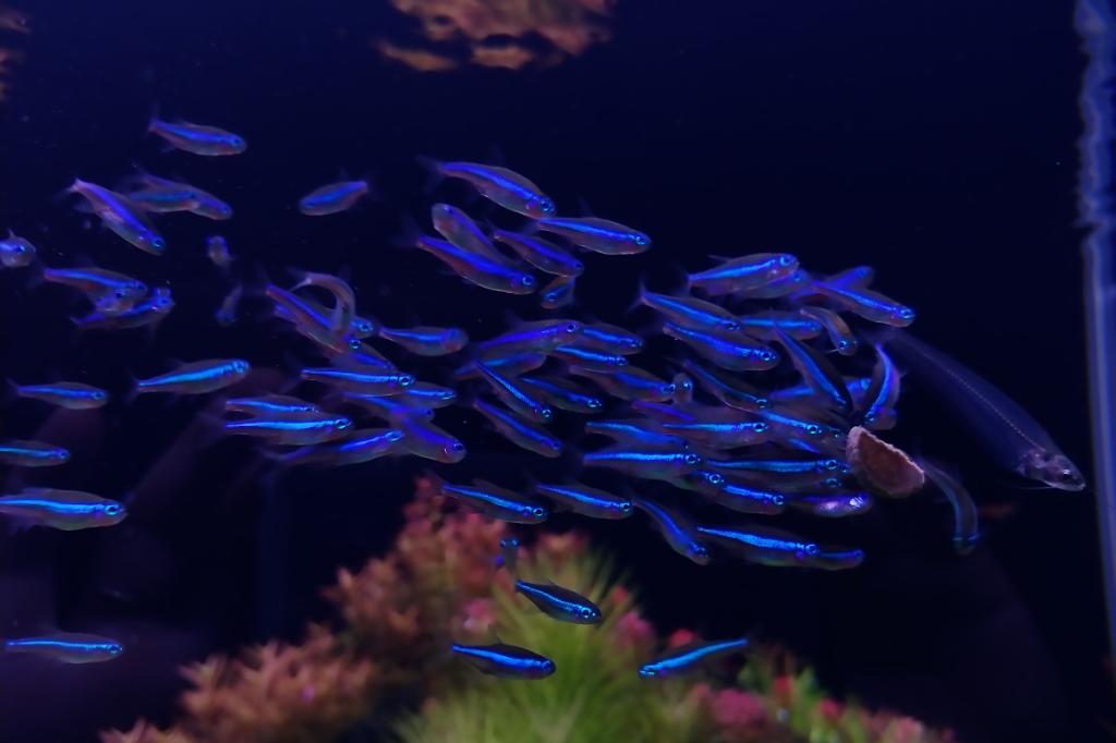 Green neon tetra