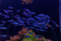 Green Neon Tetra Thumbnail